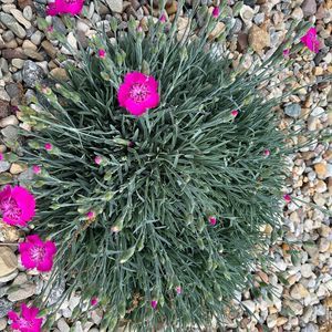 Meet your Posher, Pammy